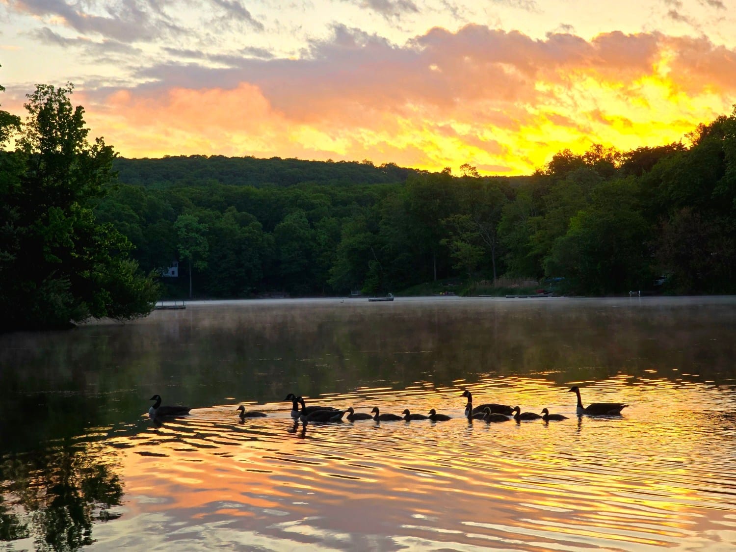 Duck's Family